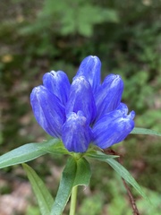 Gentiana andrewsii