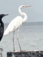 Ardea herodias occidentalis