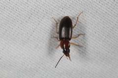 Stenolophini