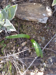 Tulbaghia