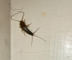 Lepismatidae