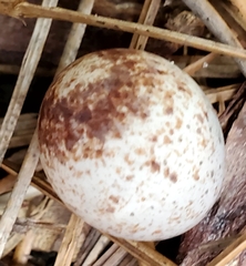 Thryothorus ludovicianus