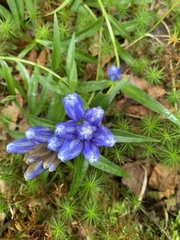 Gentiana andrewsii