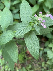 Stachys tenuifolia