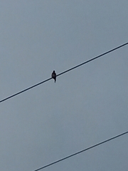 Passer domesticus