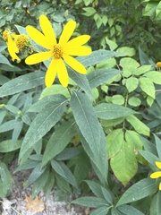 Helianthus decapetalus