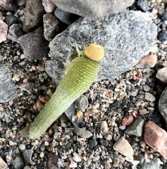 Trichiosoma triangulum