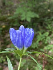 Gentiana andrewsii