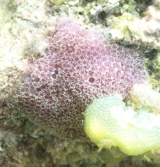 Porites