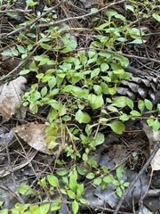 Ludwigia palustris