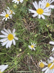Tripleurospermum inodorum