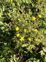 Blennosperma chilense