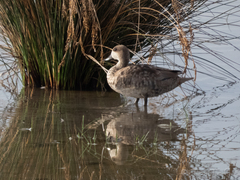 Marmaronetta angustirostris