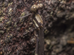 Nososticta impercepta