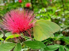 Aphrissa statira statira