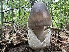Amanita magnivolvata