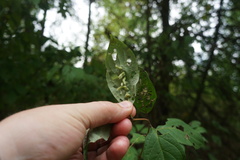 Craneiobia tuba