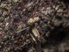 Nososticta impercepta
