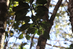 Ilex anomala