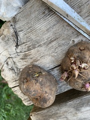 Helophilus latifrons