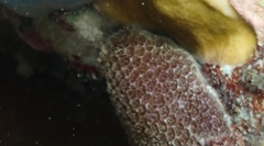 Porites