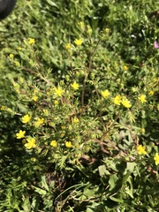 Blennosperma chilense