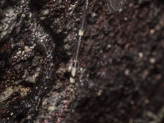 Nososticta impercepta