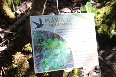 Ilex anomala
