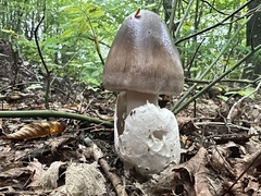 Amanita magnivolvata