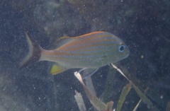 Haemulon carbonarium