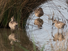 Marmaronetta angustirostris