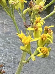 Senecio hydrophilus