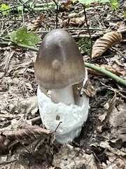 Amanita magnivolvata