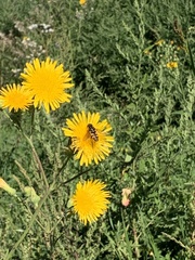 Helophilus latifrons