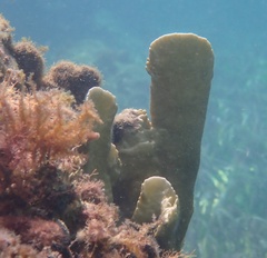 Millepora complanata