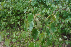 Craneiobia tuba