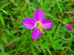 Rhexia mariana