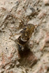 Dicranotropis hamata