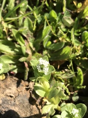 Valeriana samolifolia