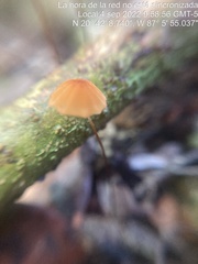 Marasmius siccus