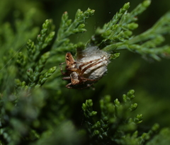 Oxyopes scalaris