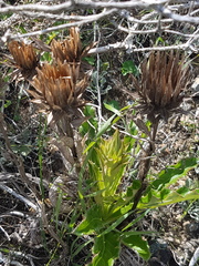 Berkheya armata