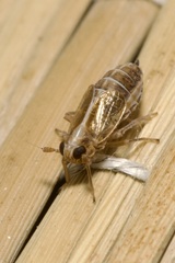 Dicranotropis hamata