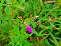 Rhexia mariana