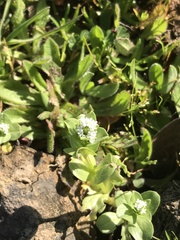 Valeriana samolifolia