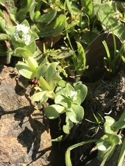 Valeriana samolifolia