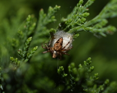 Oxyopes scalaris