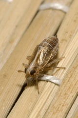 Dicranotropis hamata