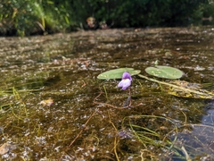 Utricularia purpurea