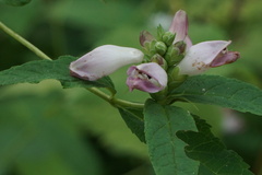 Chelone glabra
